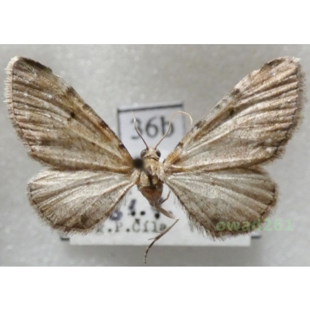 Eupithecia absinthiata (Clerck, 1759) Czech36b